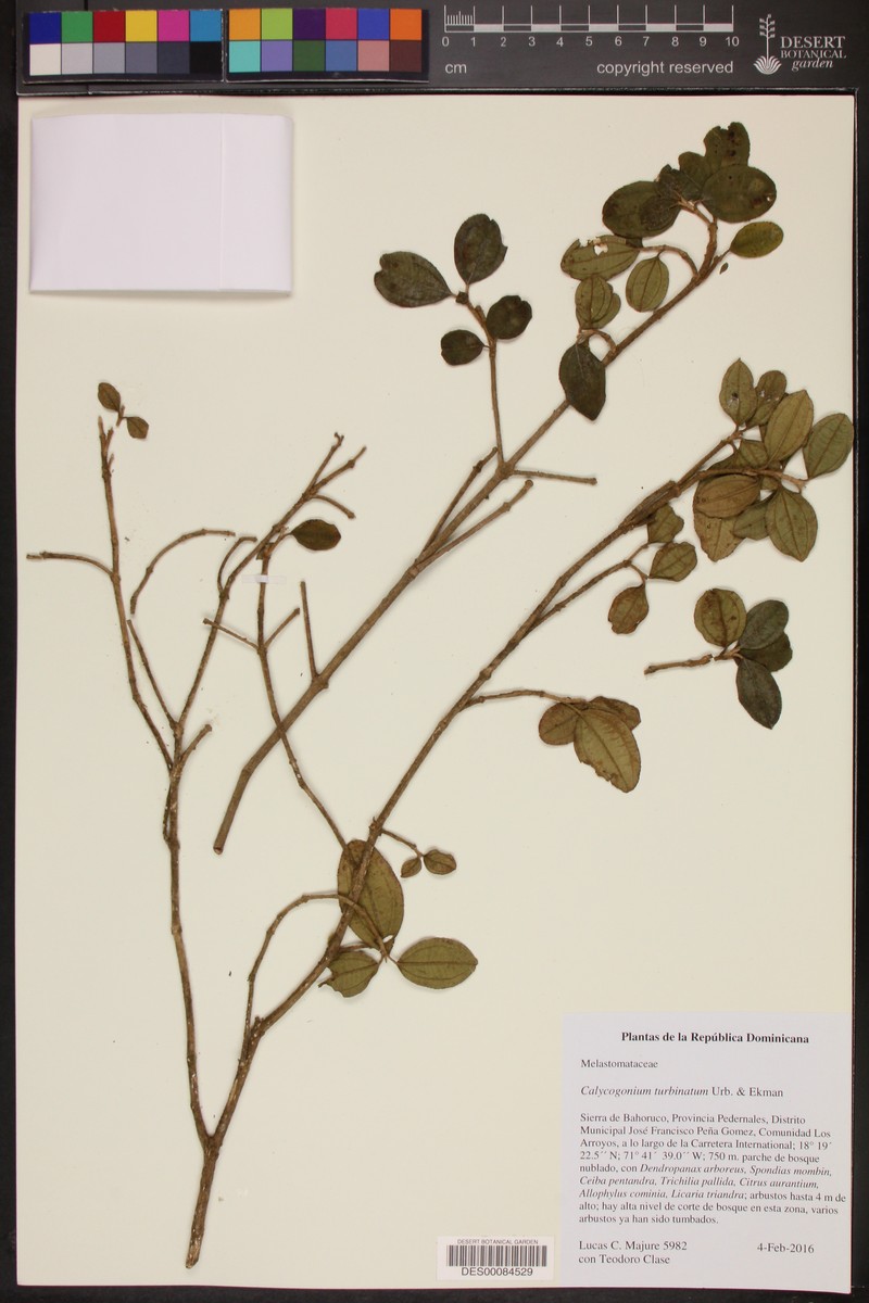 Miconia turbinata