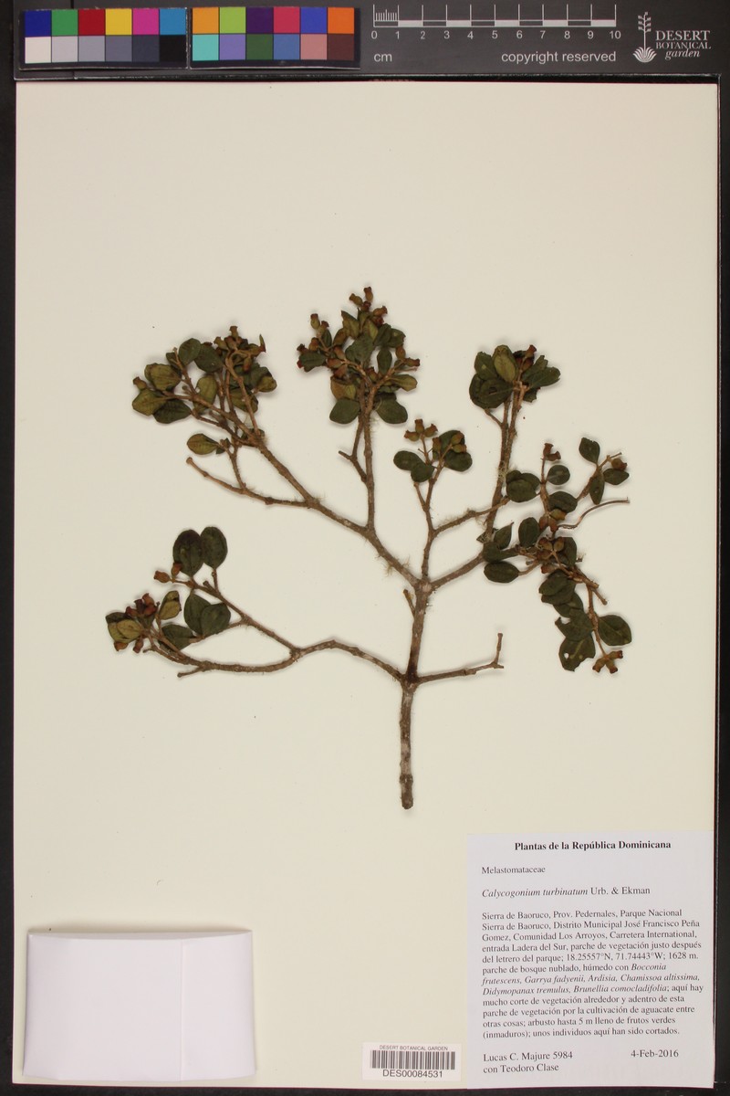 Miconia turbinata photo 2