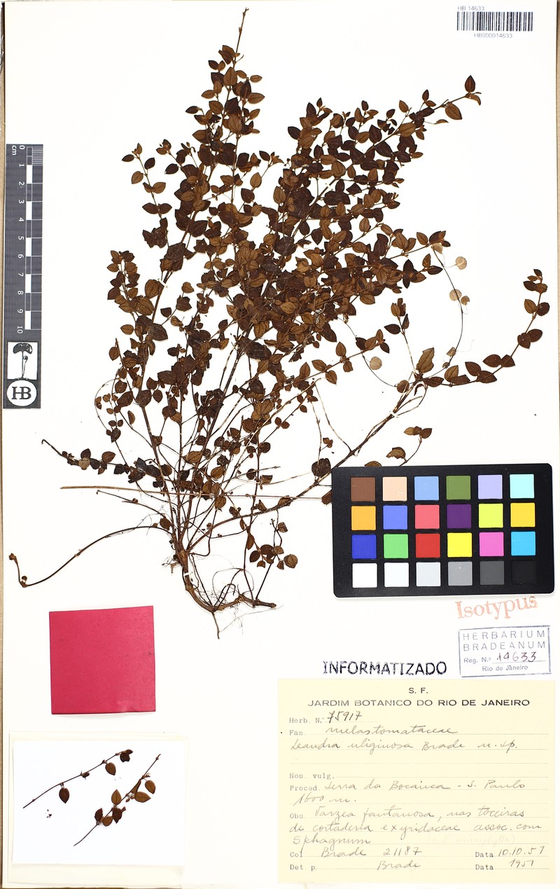 Miconia uliginosa