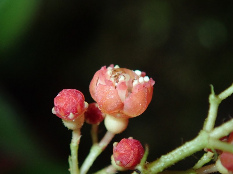 Miconia utleyana