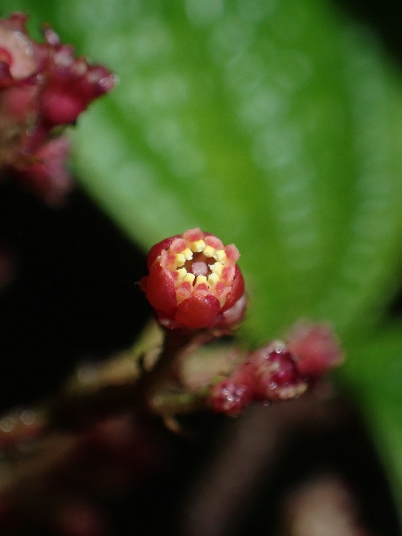 Miconia utleyana photo 2