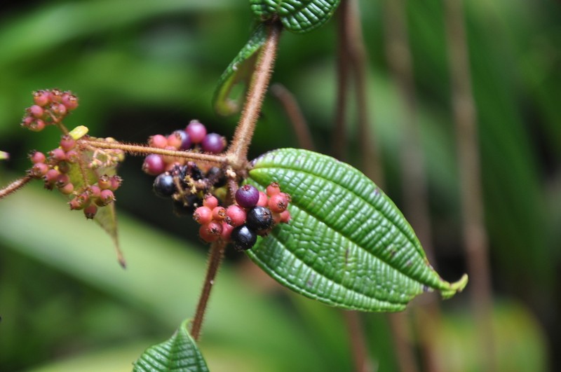 Miconia utleyana photo 4