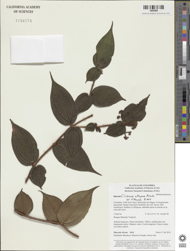 Miconia utleyana photo 5