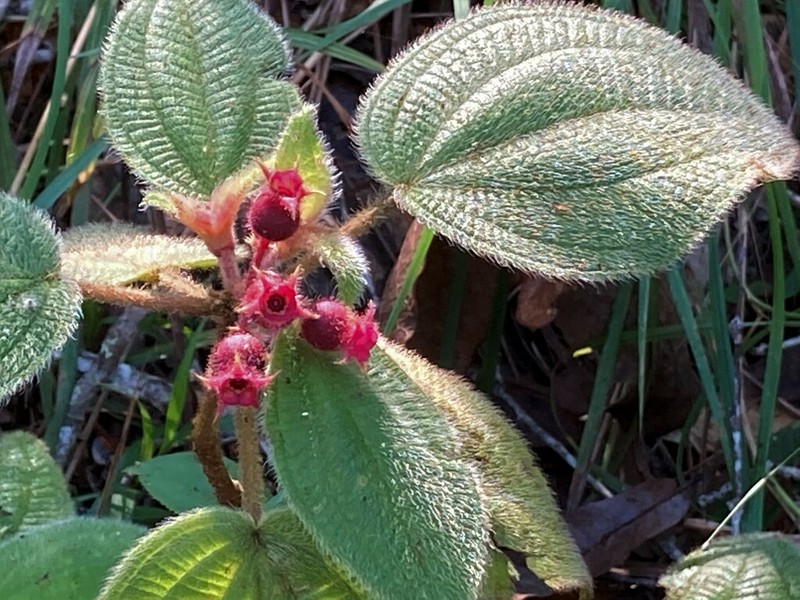 Miconia vallartensis photo 2
