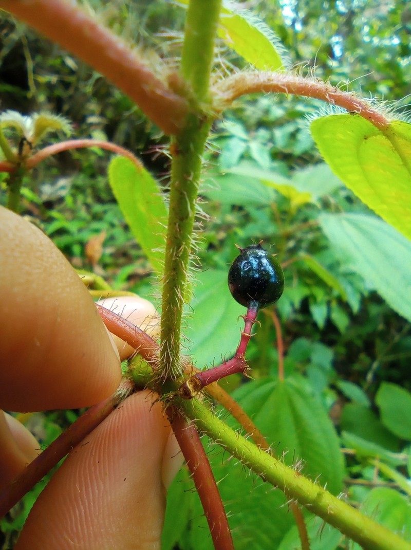 Miconia vallartensis photo 3
