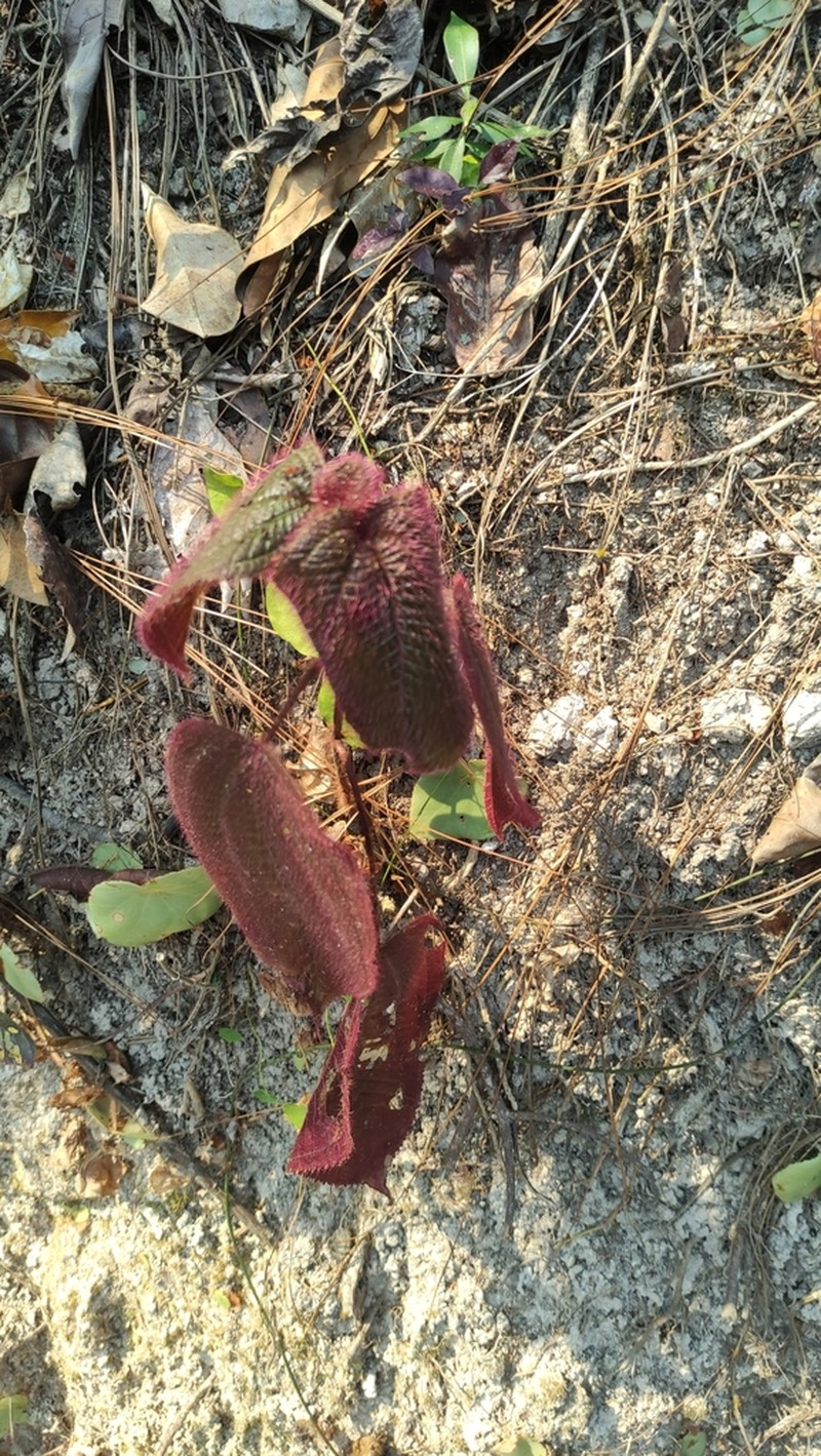 Miconia vallartensis photo 4