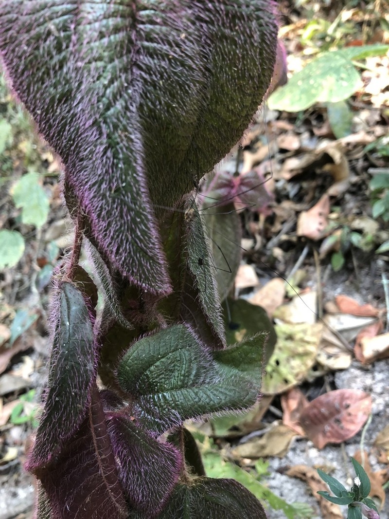 Miconia vallartensis photo 5