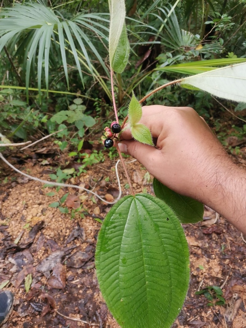 Miconia vallartensis photo 6