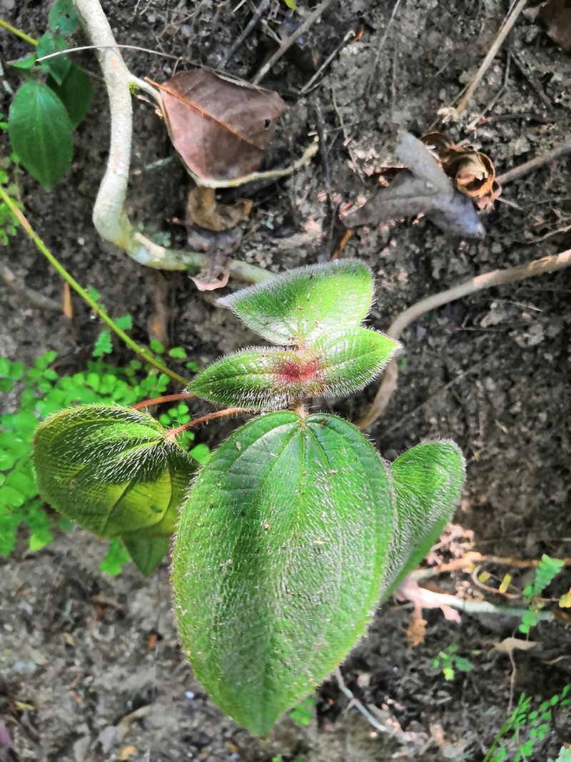 Miconia vallartensis photo 7