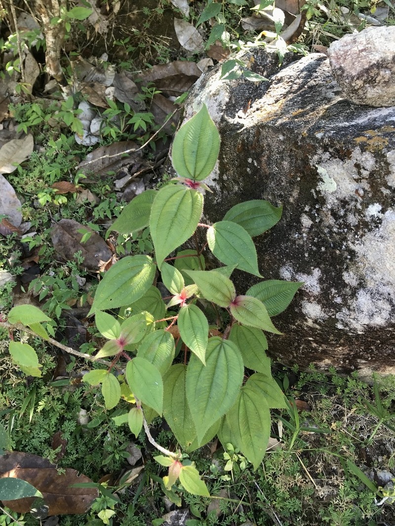 Miconia vallartensis photo 8