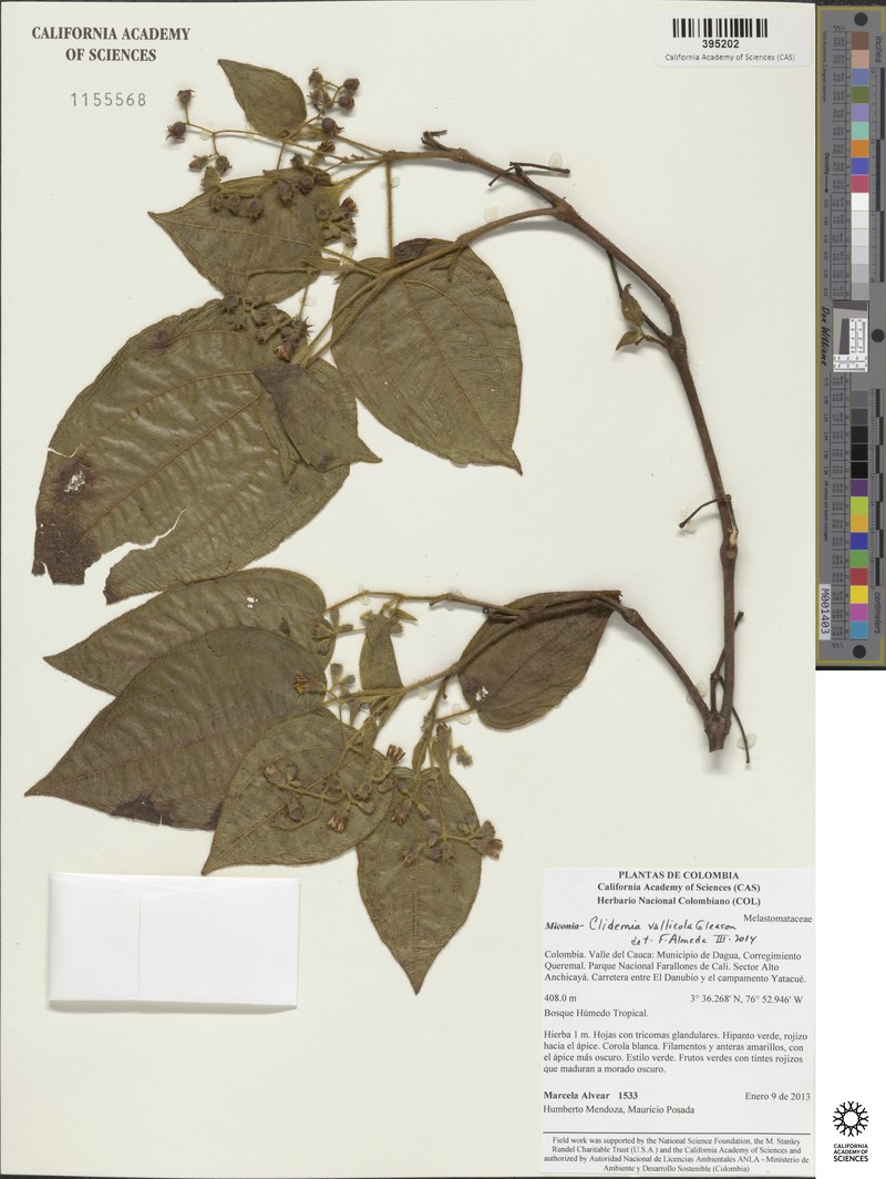 Miconia vallicola