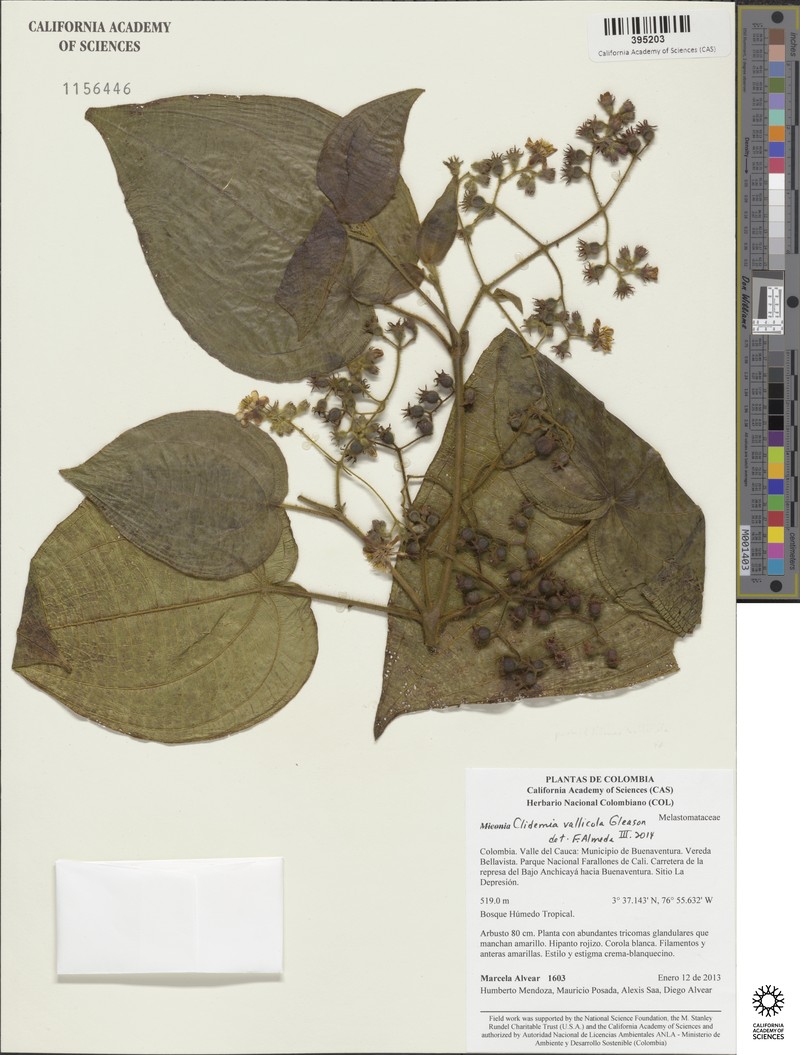 Miconia vallicola photo 2