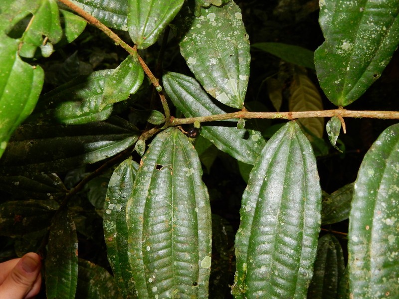 Miconia variifolia