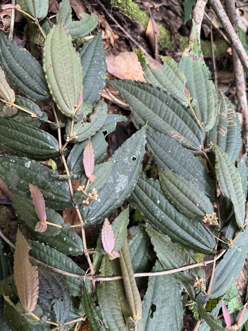 Miconia variifolia photo 2