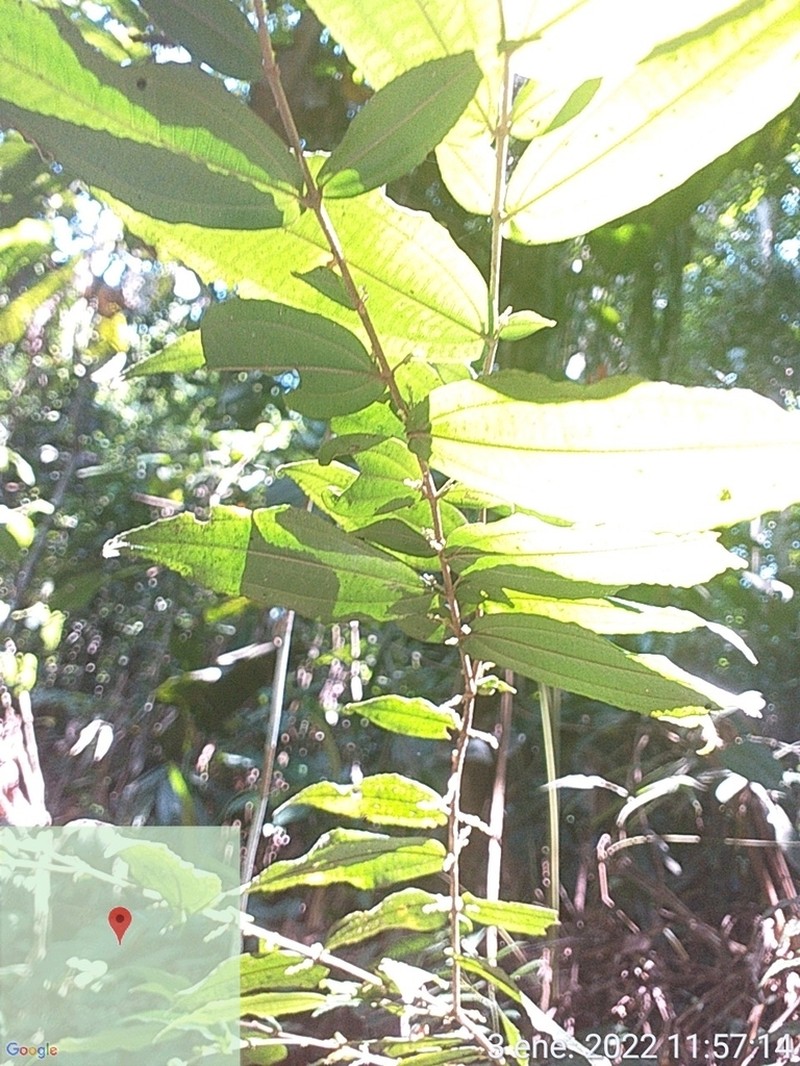Miconia variifolia photo 3