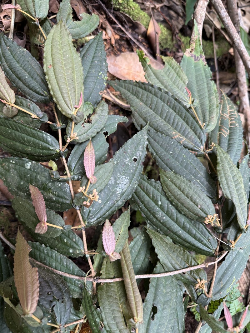 Miconia variifolia photo 4