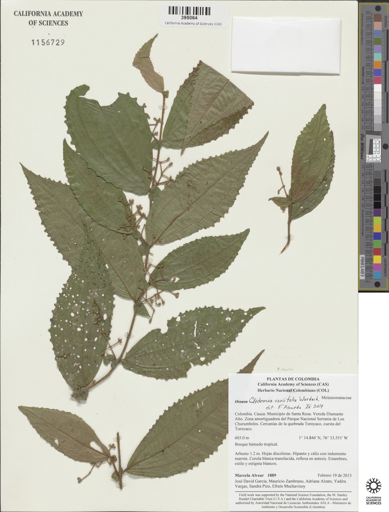 Miconia variifolia photo 5