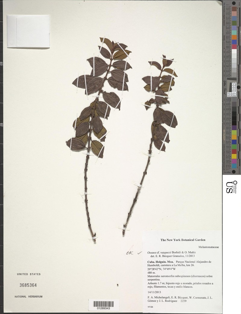 Miconia vazquezii