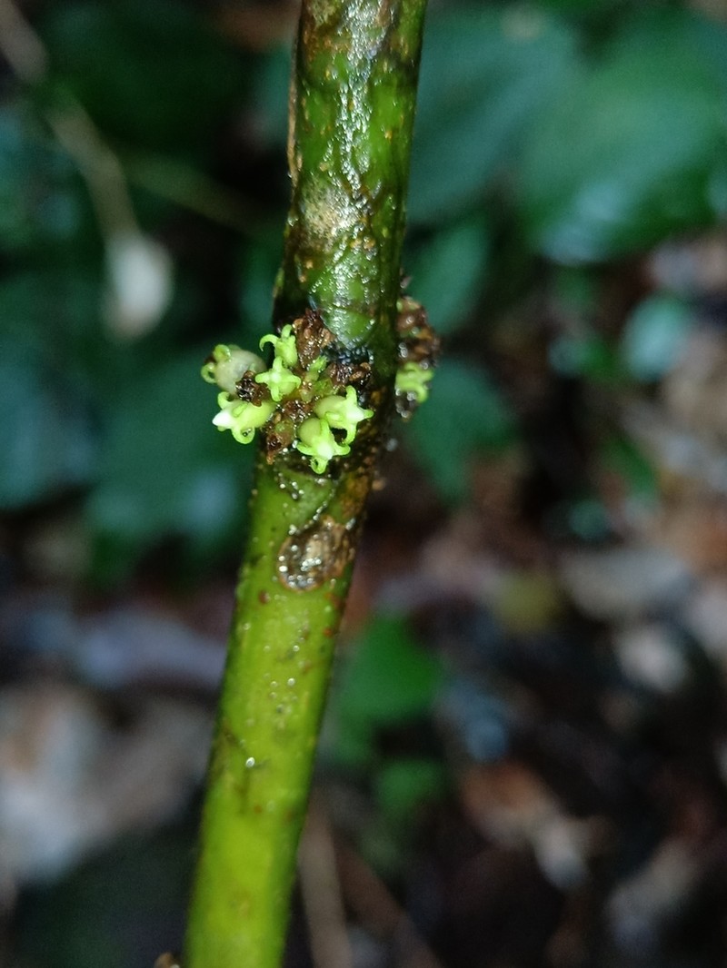 Miconia venosa