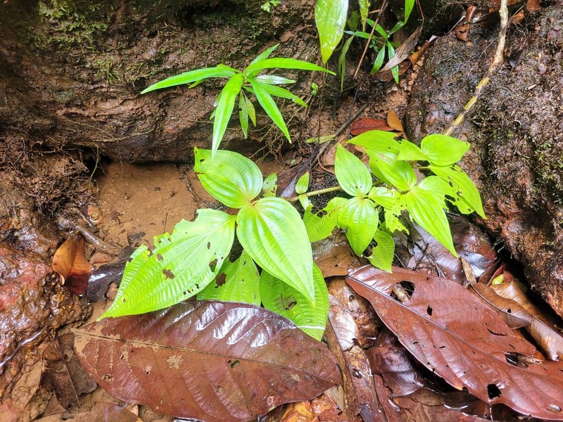 Miconia venosa photo 2