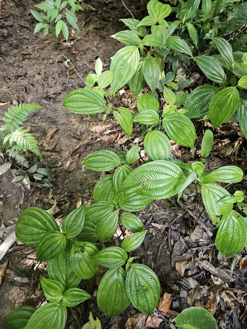 Miconia venosa photo 3