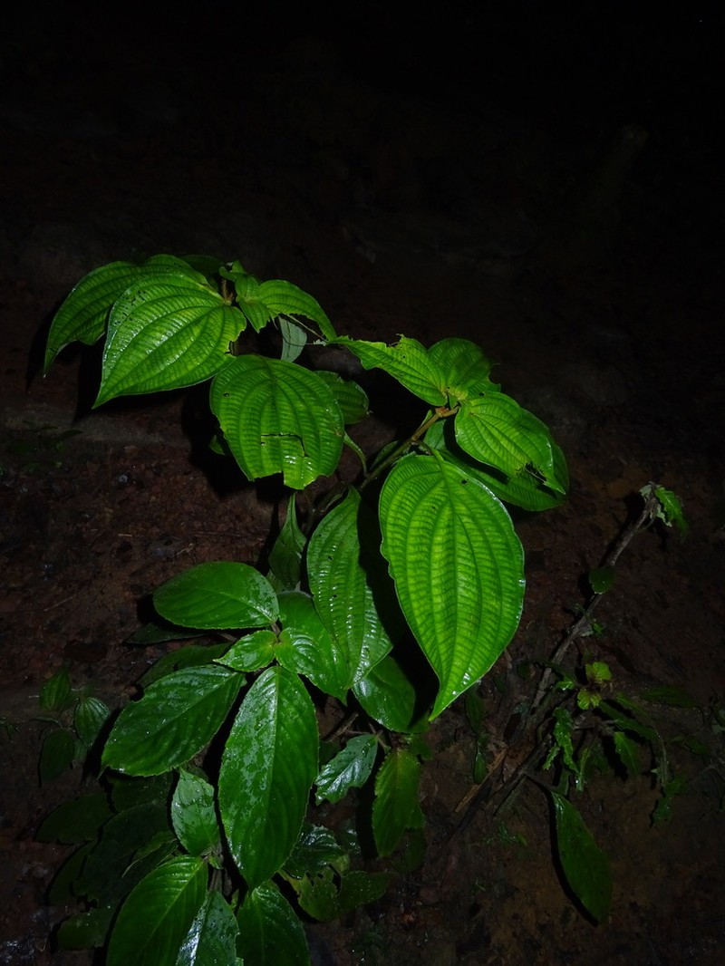 Miconia venosa photo 4