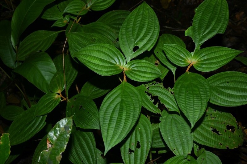 Miconia venosa photo 5