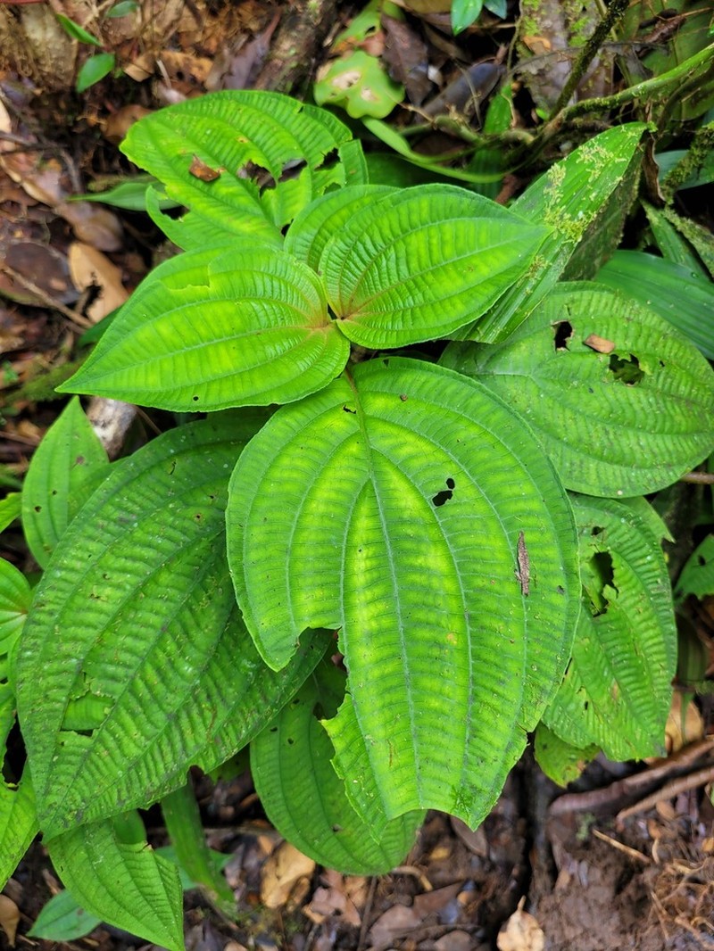 Miconia venosa photo 6