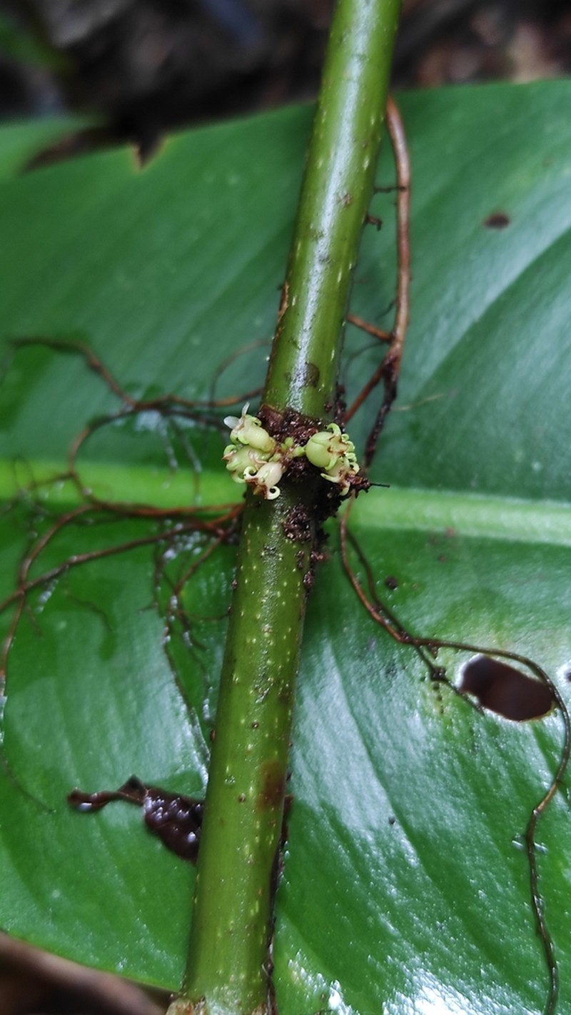 Miconia venosa photo 7