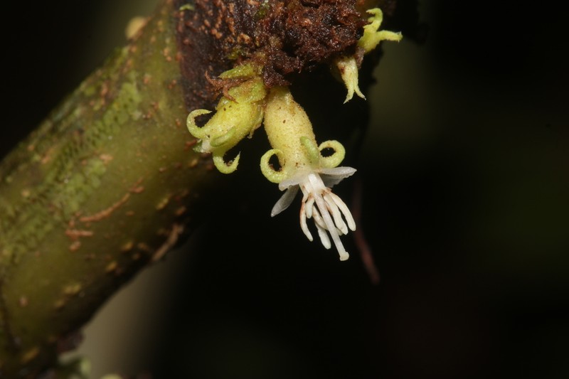Miconia venosa photo 8