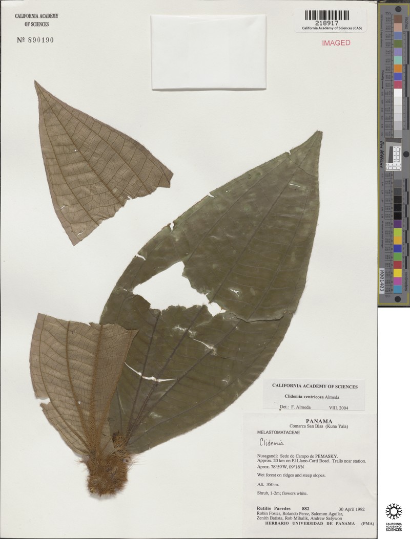 Miconia ventricosa