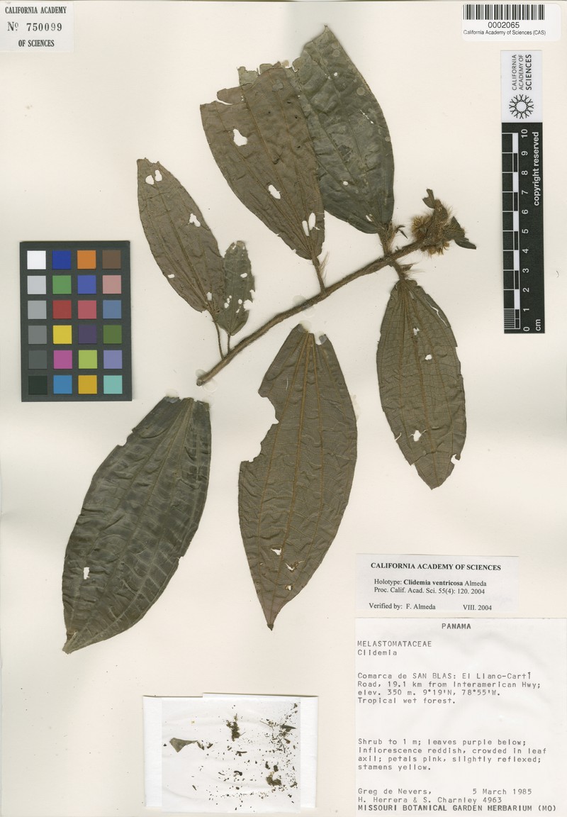 Miconia ventricosa photo 2