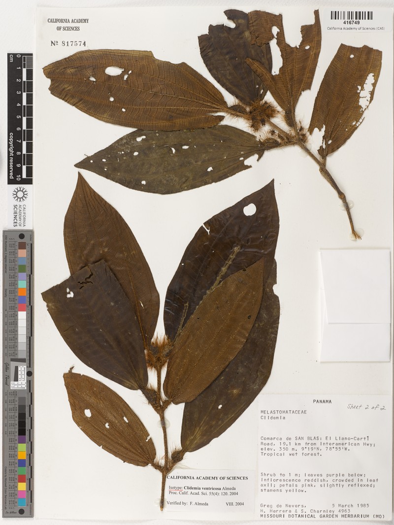 Miconia ventricosa photo 3