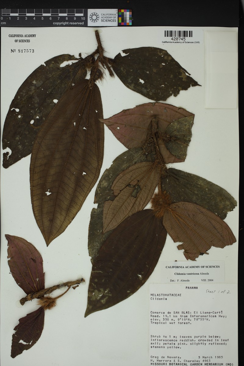 Miconia ventricosa photo 4