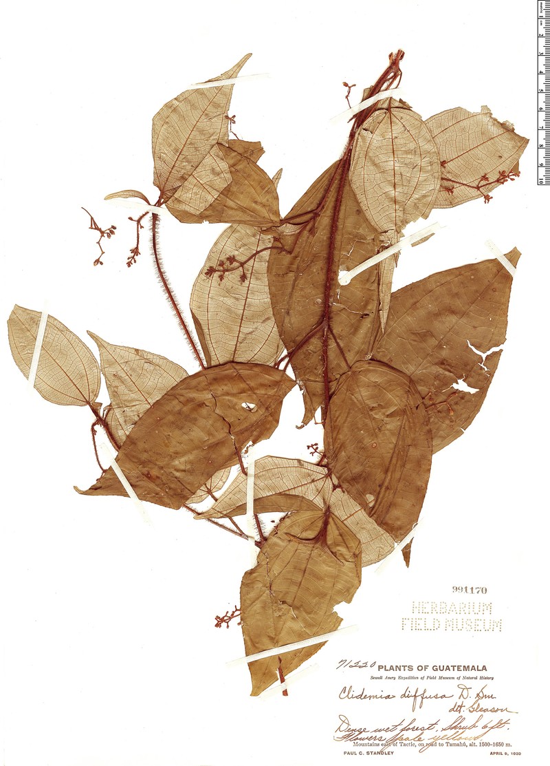 Miconia verapazana