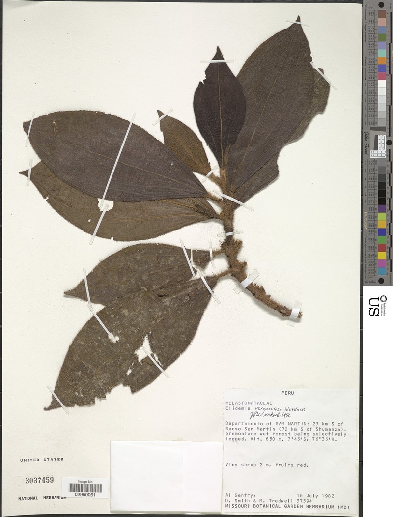 Miconia verruculosa