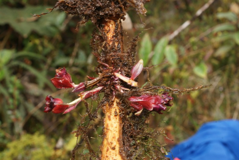 Miconia verticalis