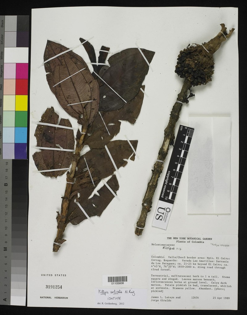 Miconia verticalis photo 3