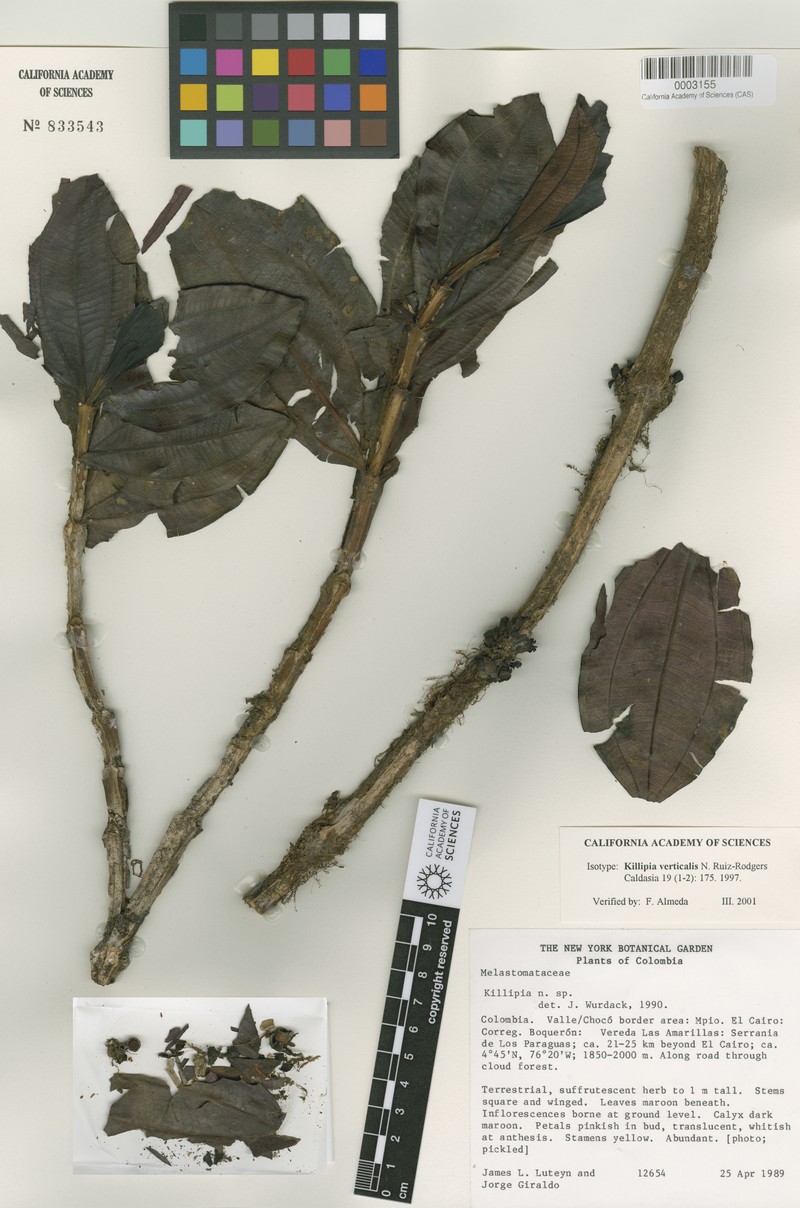 Miconia verticalis photo 4