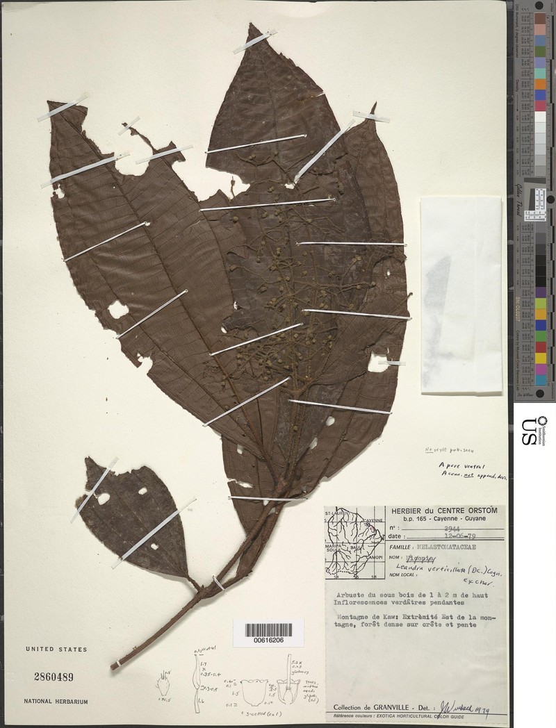 Miconia verticillifolia