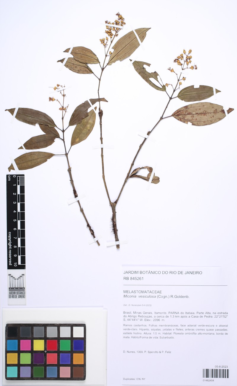 Miconia vesiculosa