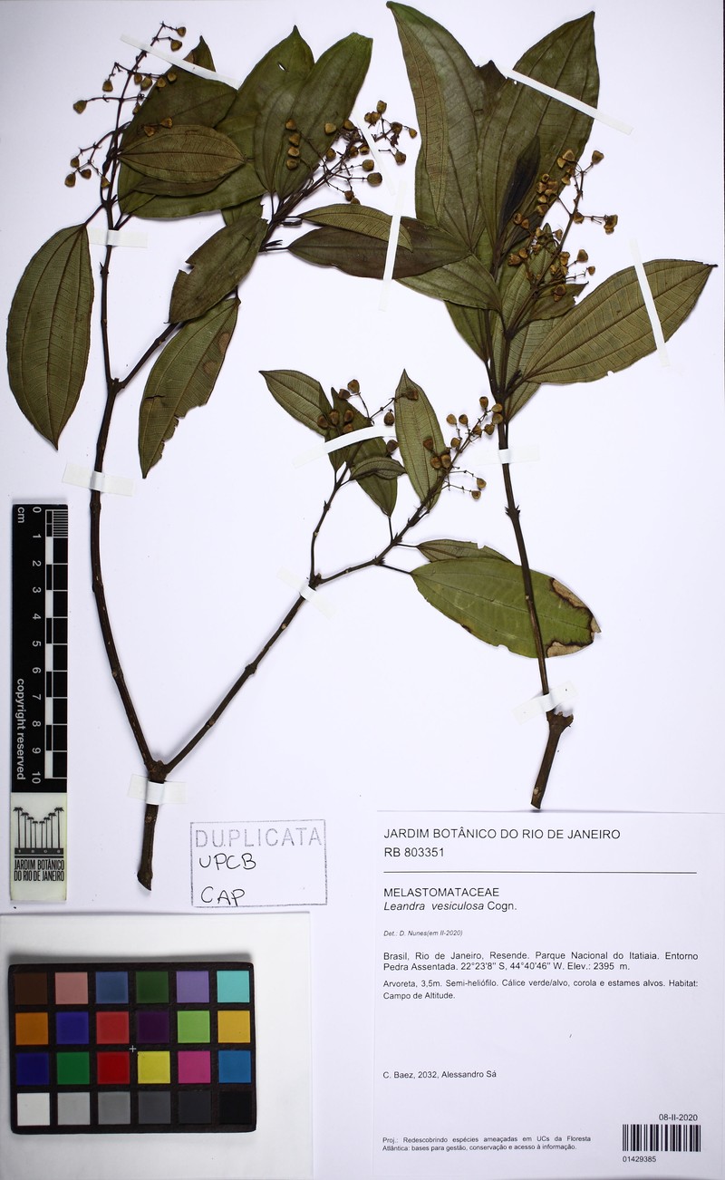 Miconia vesiculosa photo 2
