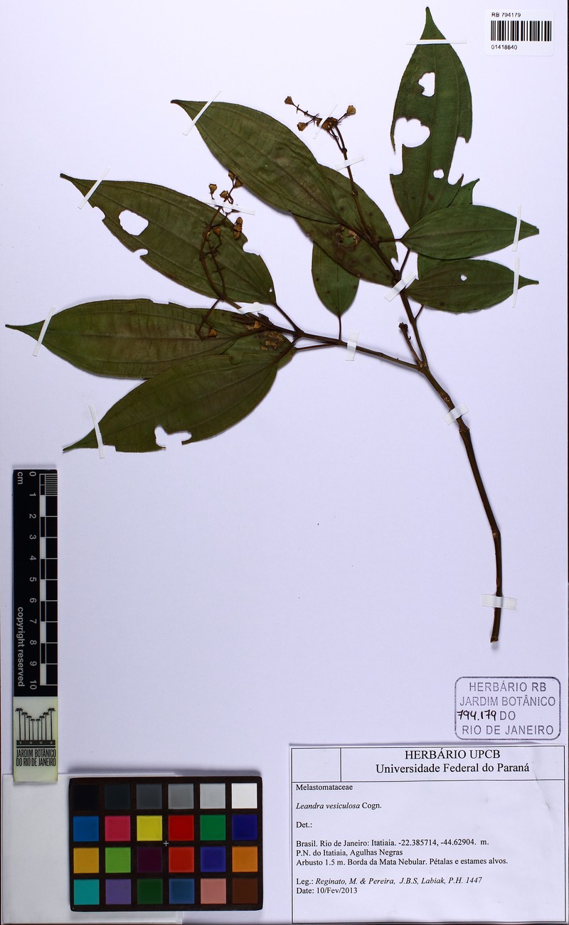 Miconia vesiculosa photo 3