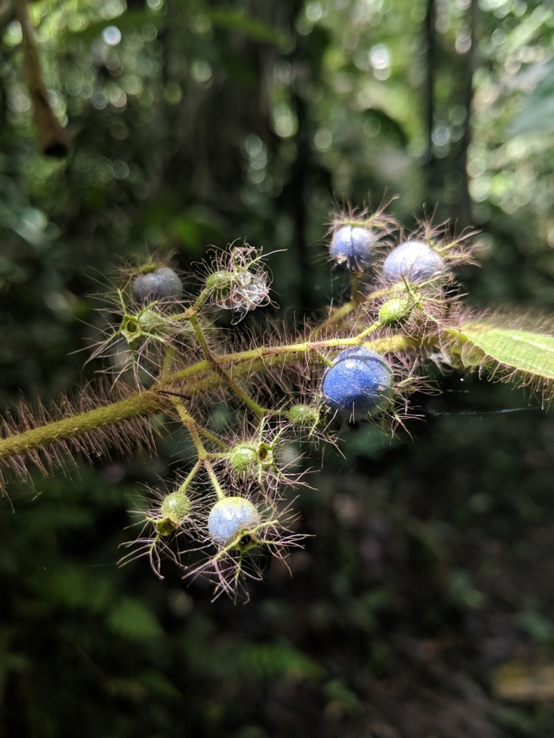 Miconia violascens