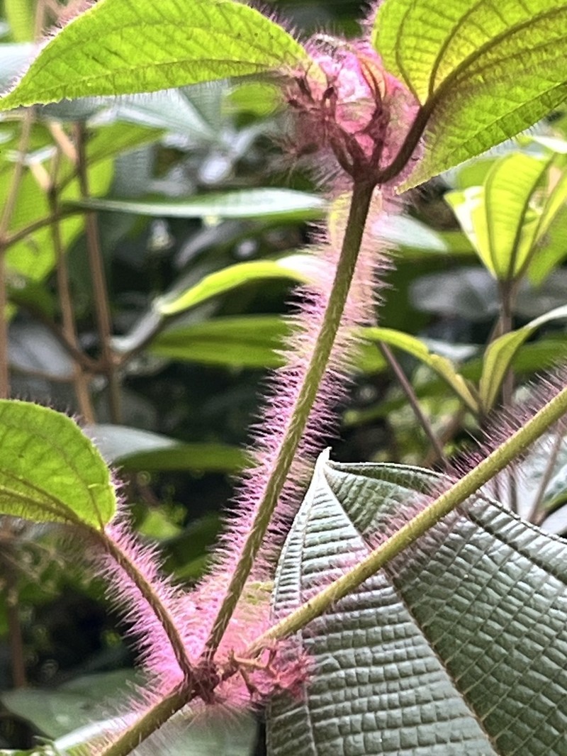 Miconia violascens photo 2