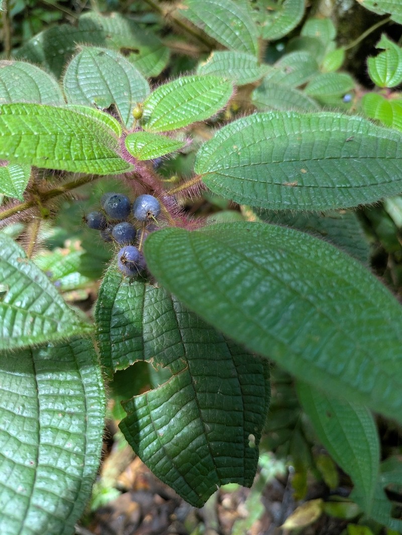 Miconia violascens photo 3