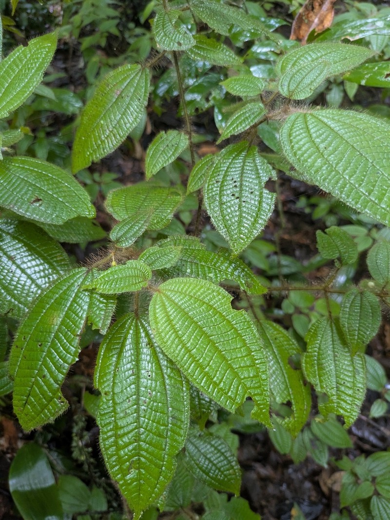 Miconia violascens photo 4