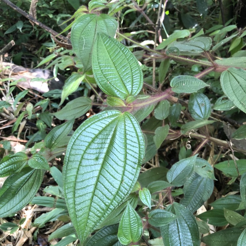 Miconia violascens photo 5