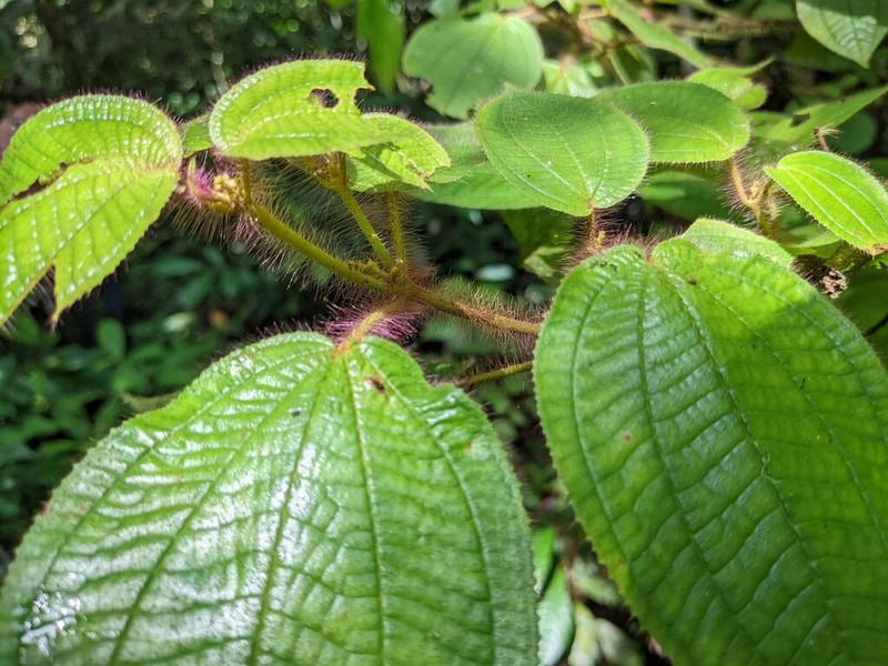 Miconia violascens photo 7
