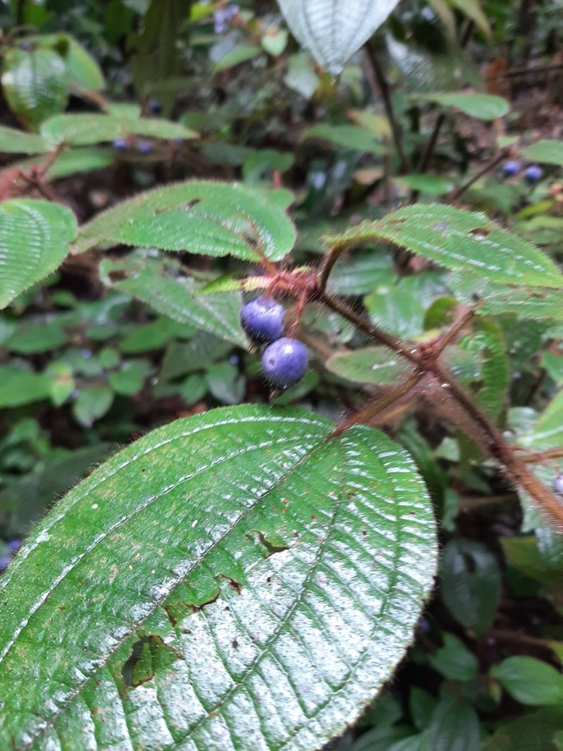 Miconia violascens photo 8
